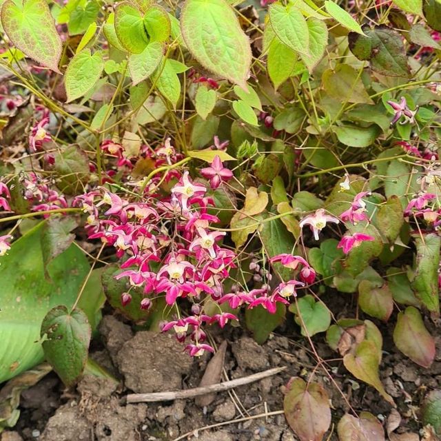 *Rote Elfenblume* (Epimedium x rubrum)