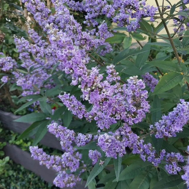 *Mönchspfeffer* (Vitex agnus-castus)